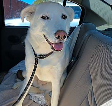 Photo of Sasha - Sweet Girl, Loves People!