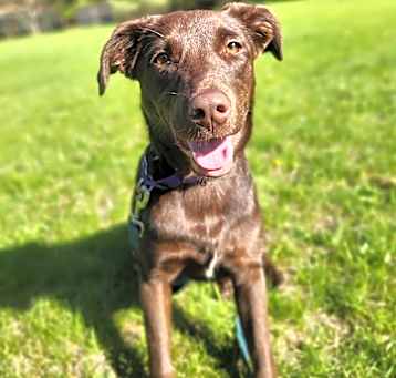 Photo of Gracie (aka Wanda)