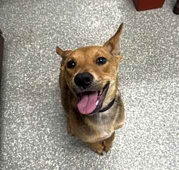 Photo of Scrappy