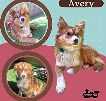 Photo of Avery