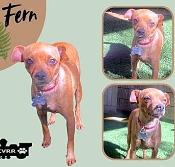 Photo of Fern