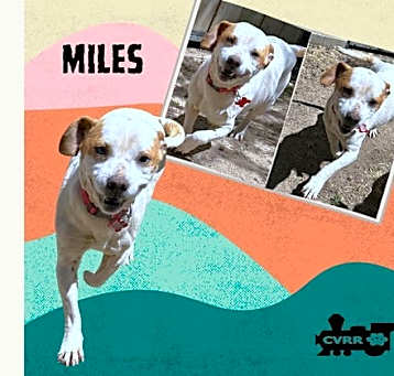 Photo of Miles