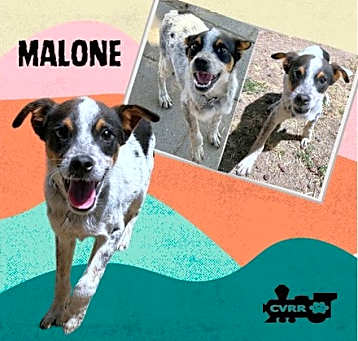 Photo of Malone