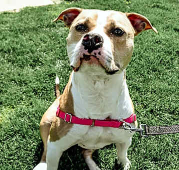 Photo of Honey
