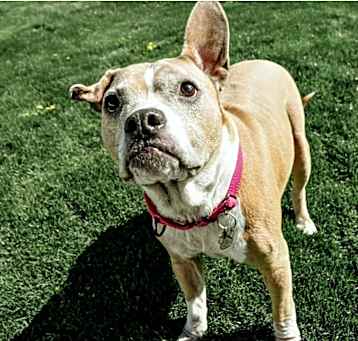 Photo of Rosie