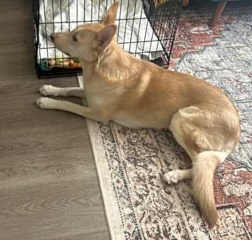 Photo of Honey