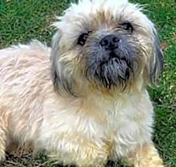 Photo of Rotini