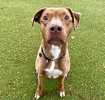 Photo of BUDDY