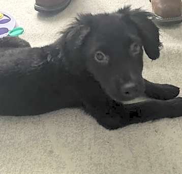 Photo of Goose