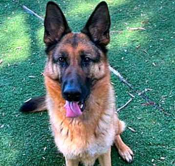 Photo of *NALA*