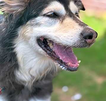 Photo of Willow