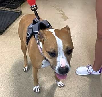 Photo of Harley