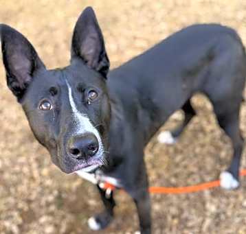 Photo of KYLO
