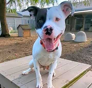 Photo of Rascal