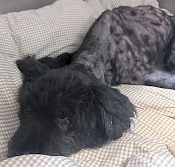 Photo of Little bear
