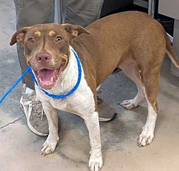 Photo of Stray/Pleasant Grove Rd & Stag