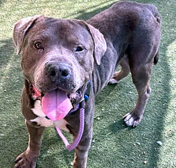 Photo of Humperdink
