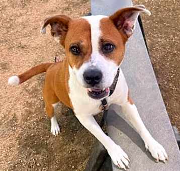 Photo of Daisy