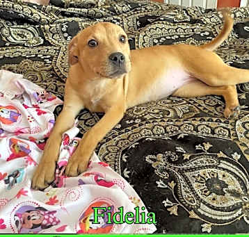 Photo of Fidelia