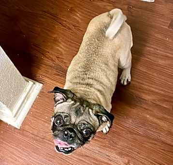Photo of Fifi