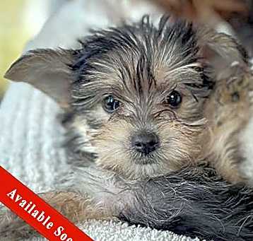 Photo of Sarafina