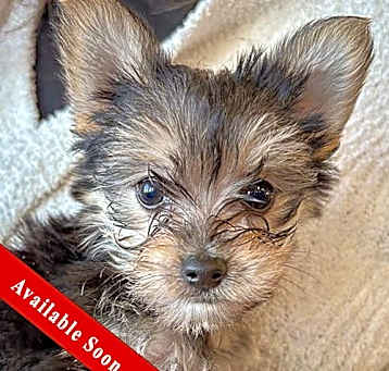 Photo of Azriel