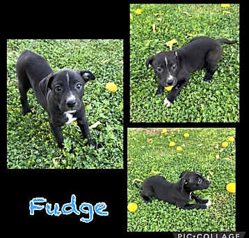 Photo of Fudge