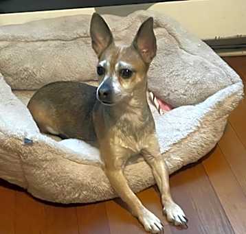 Photo of Bella