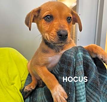 Photo of Hocus