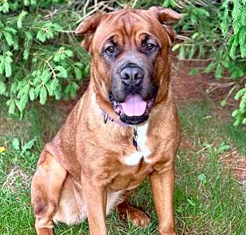 Photo of Lacey