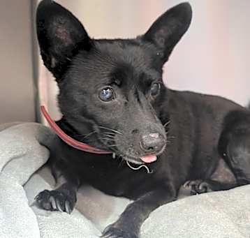 Photo of Perky