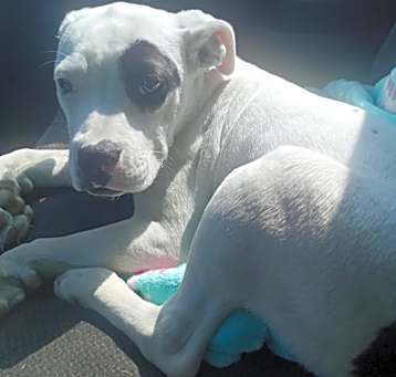 Photo of Cinder