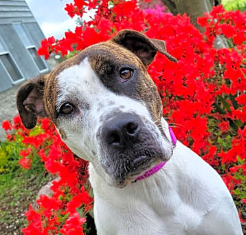 Photo of Trixie