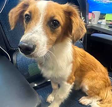 Photo of Dodge