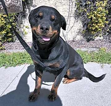 Photo of ROXIE