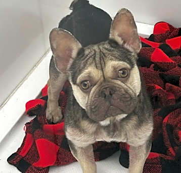 Photo of Batty Koda