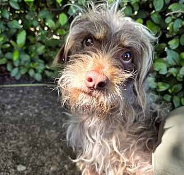 Photo of Pretzel