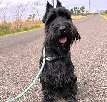 Photo of Ozzie