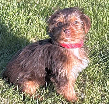 Photo of Trindora