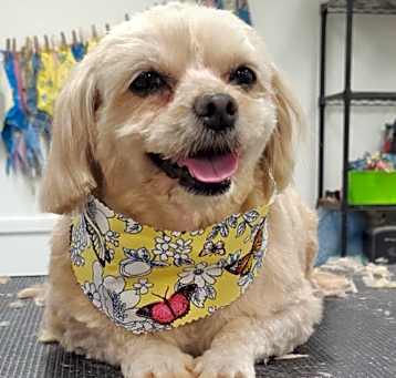 Photo of Honey