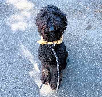 Photo of Lolly