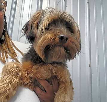 Photo of Chewy
