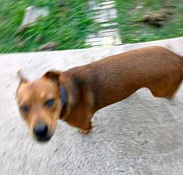 Photo of Sweetie