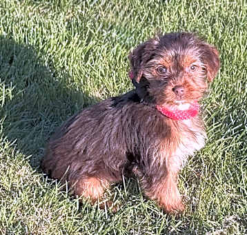 Photo of Trindora