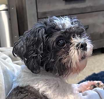 Photo of Halsey