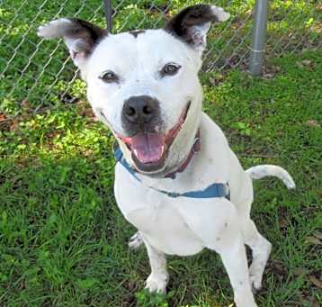Photo of Pongo