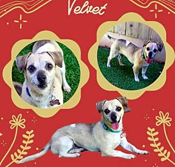 Photo of Velvet