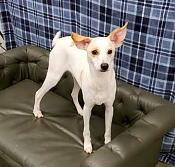 Photo of Elmer