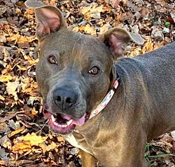 Photo of Sage