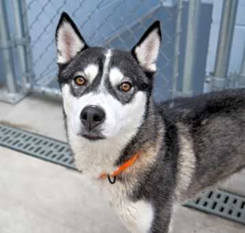 Photo of Dixie